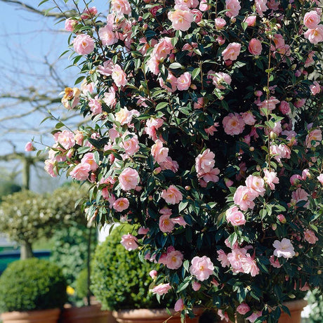Camellia William Bartlett - VERDENA-40-50 cm inaltime livrat in ghiveci de 3 L