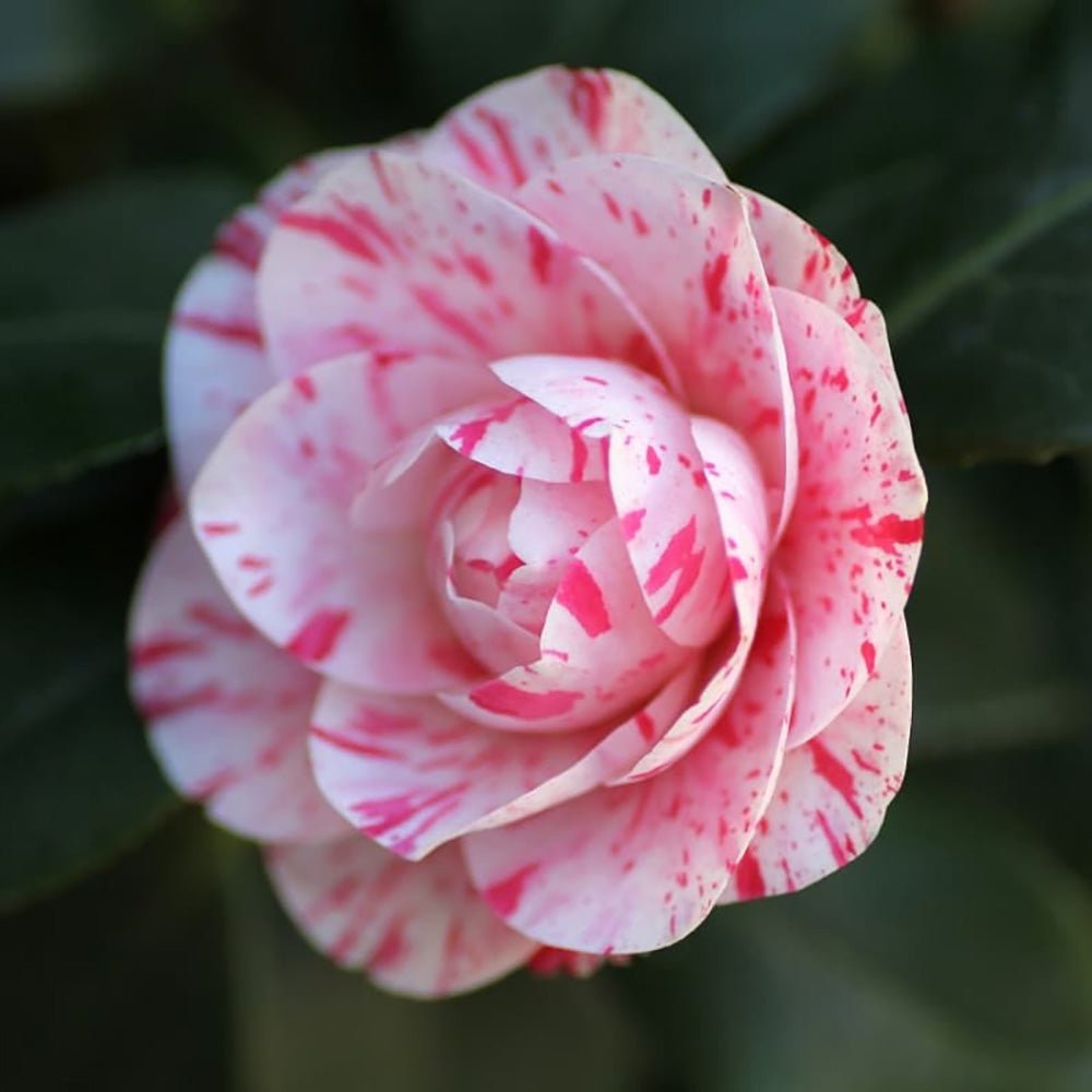 Trandafir Japonez Camellia William Bartlett, cu flori roz