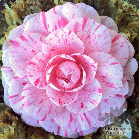 Camellia William Bartlett - VERDENA-40-50 cm inaltime livrat in ghiveci de 3 L
