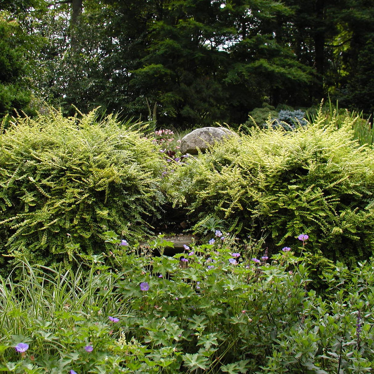 Caprifoi Golden Glow, cu frunze aurii