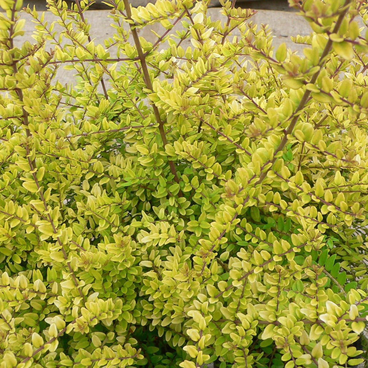 Caprifoi Golden Glow, cu frunze aurii