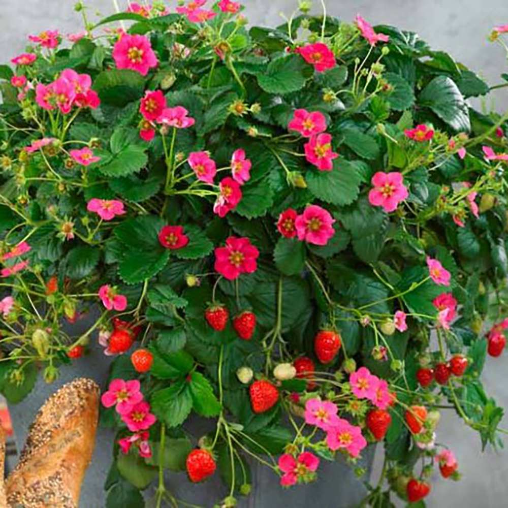 Capsun Remontant Toscana (Fragaria Ananassa), cu fructe dulci-acrisoare