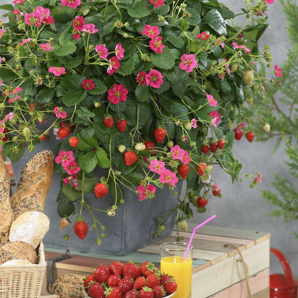 Capsun Remontant Toscana (Fragaria Ananassa), cu fructe dulci-acrisoare