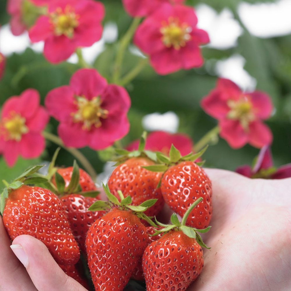 Capsun Remontant Toscana (Fragaria Ananassa), cu fructe dulci-acrisoare