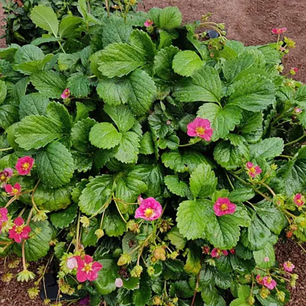 Capsun Remontant Toscana (Fragaria Ananassa), cu fructe dulci-acrisoare
