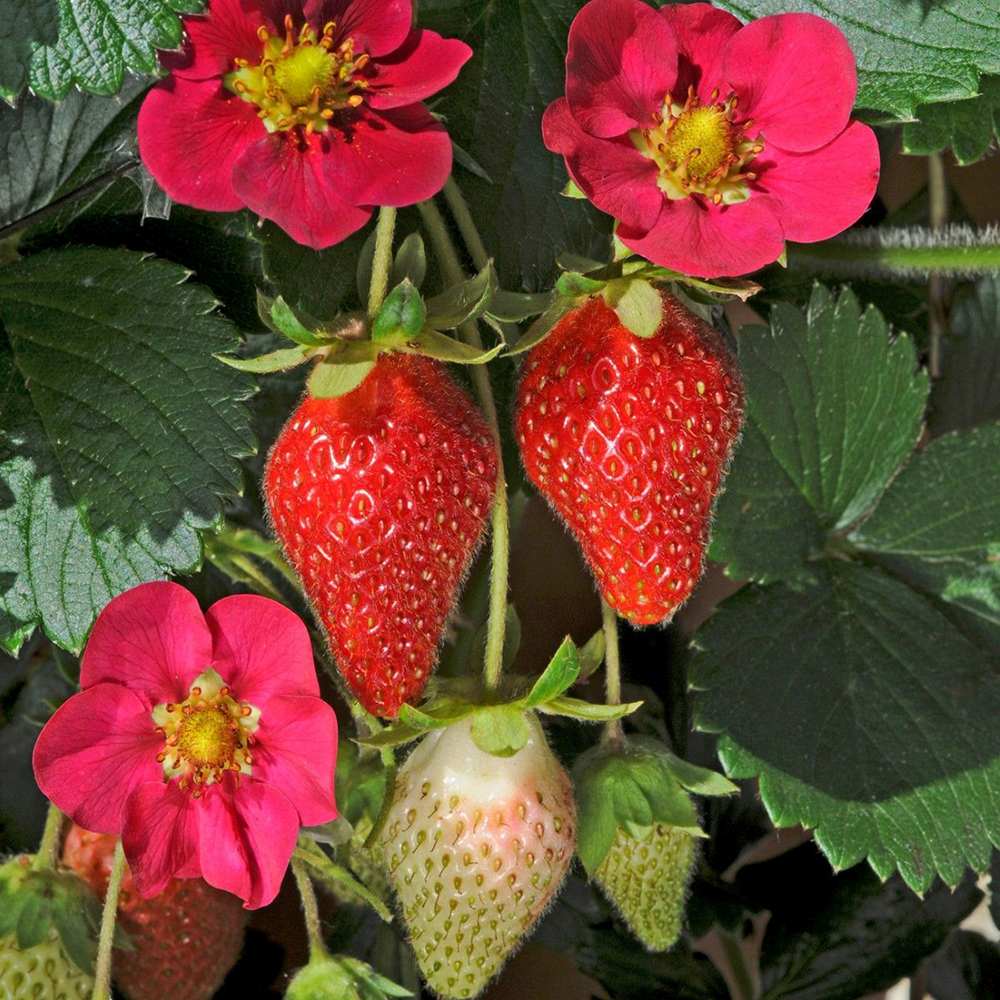Capsun Remontant Toscana (Fragaria Ananassa), cu fructe dulci-acrisoare