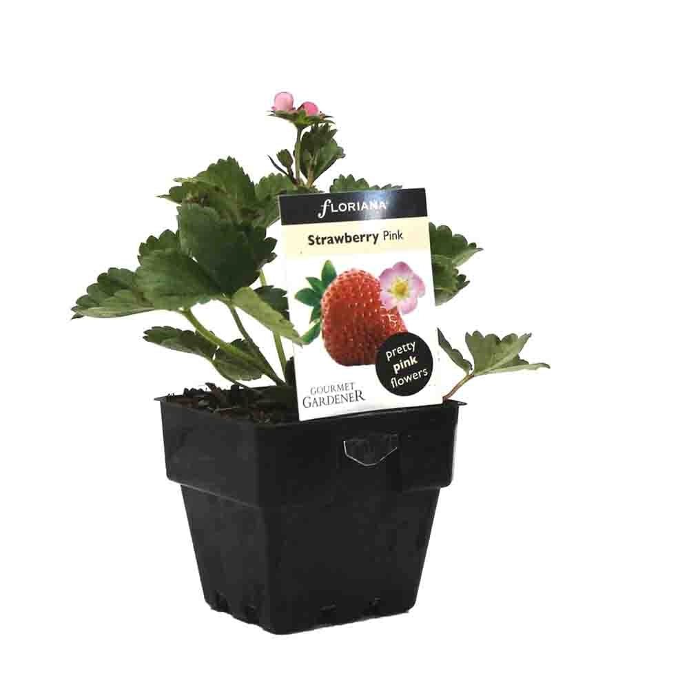 Capsun Remontant Toscana (Fragaria Ananassa), cu fructe dulci-acrisoare