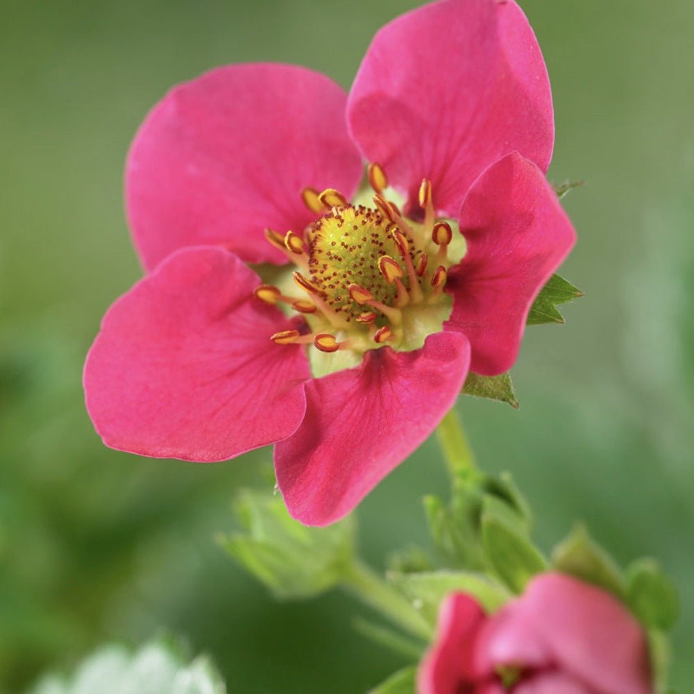 Capsun Remontant Toscana (Fragaria Ananassa), cu fructe dulci-acrisoare