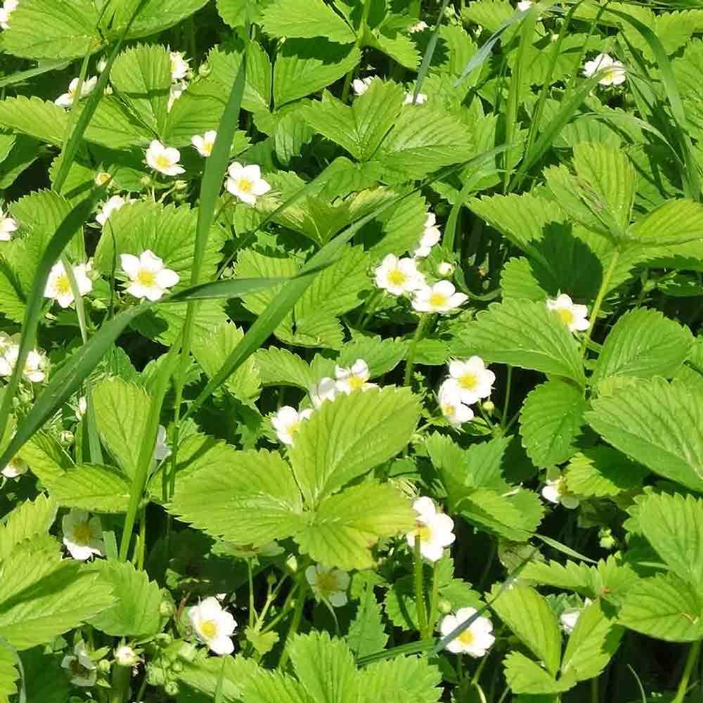 Capsuna de Padure (Fragaria vesca), cu fructe mici dulci