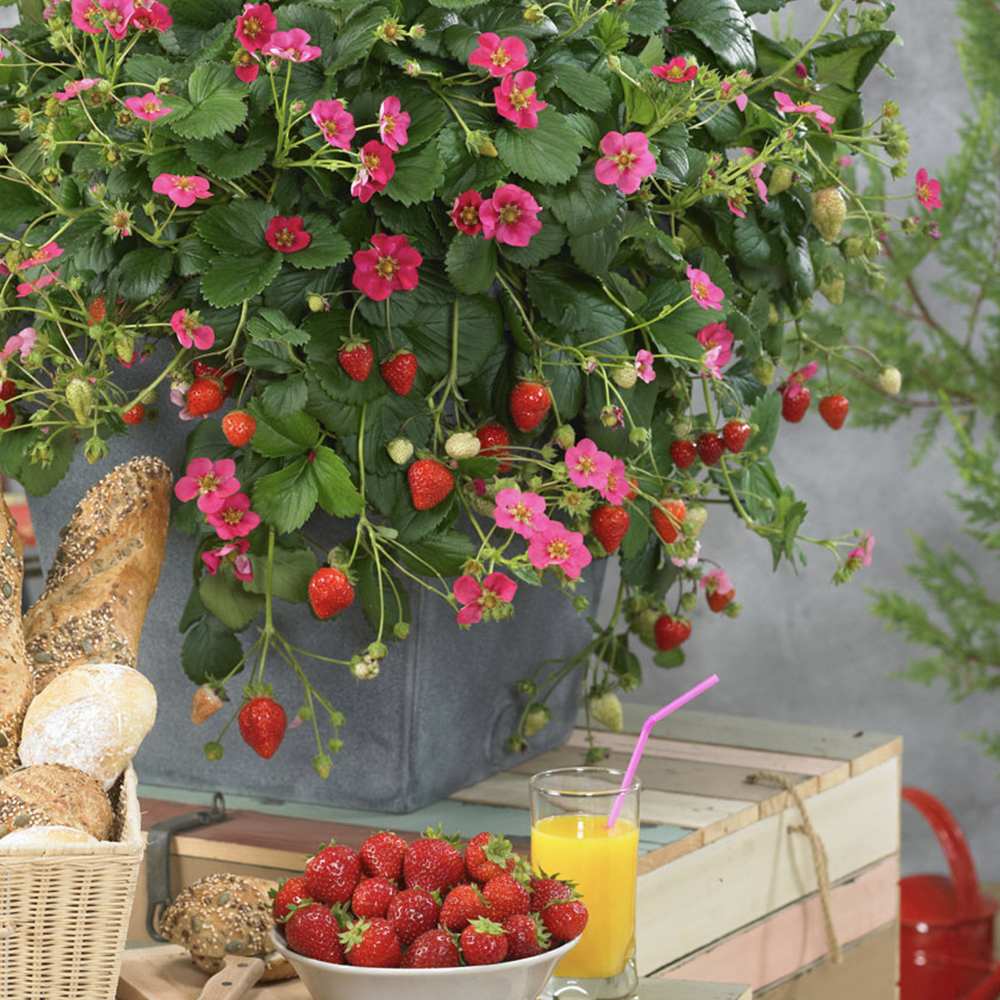 Capsuna de Padure (Fragaria vesca), cu fructe mici dulci