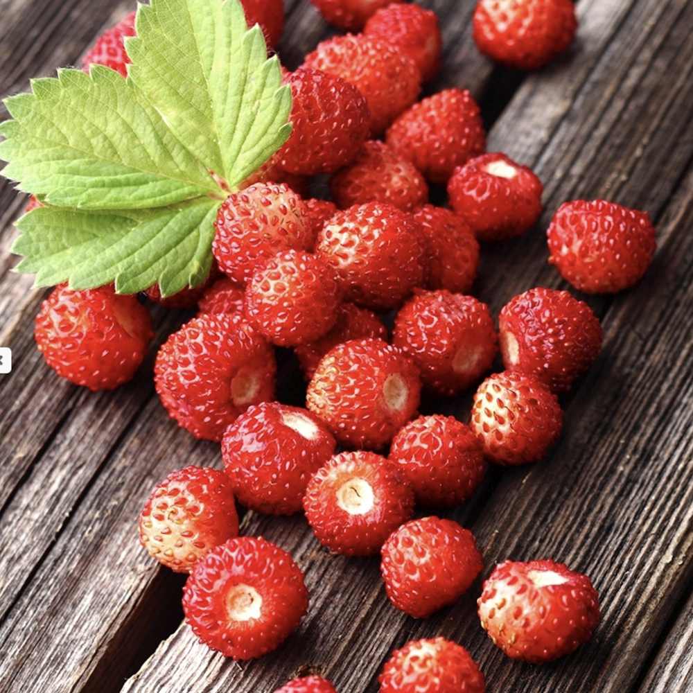 Capsuna de Padure (Fragaria vesca), cu fructe mici dulci