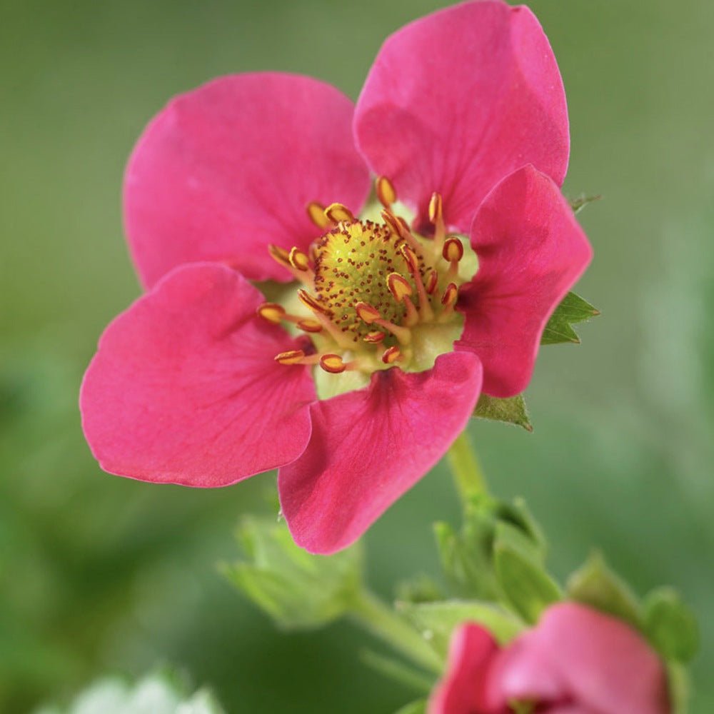 Capsuna de Padure (Fragaria vesca), cu fructe mici dulci