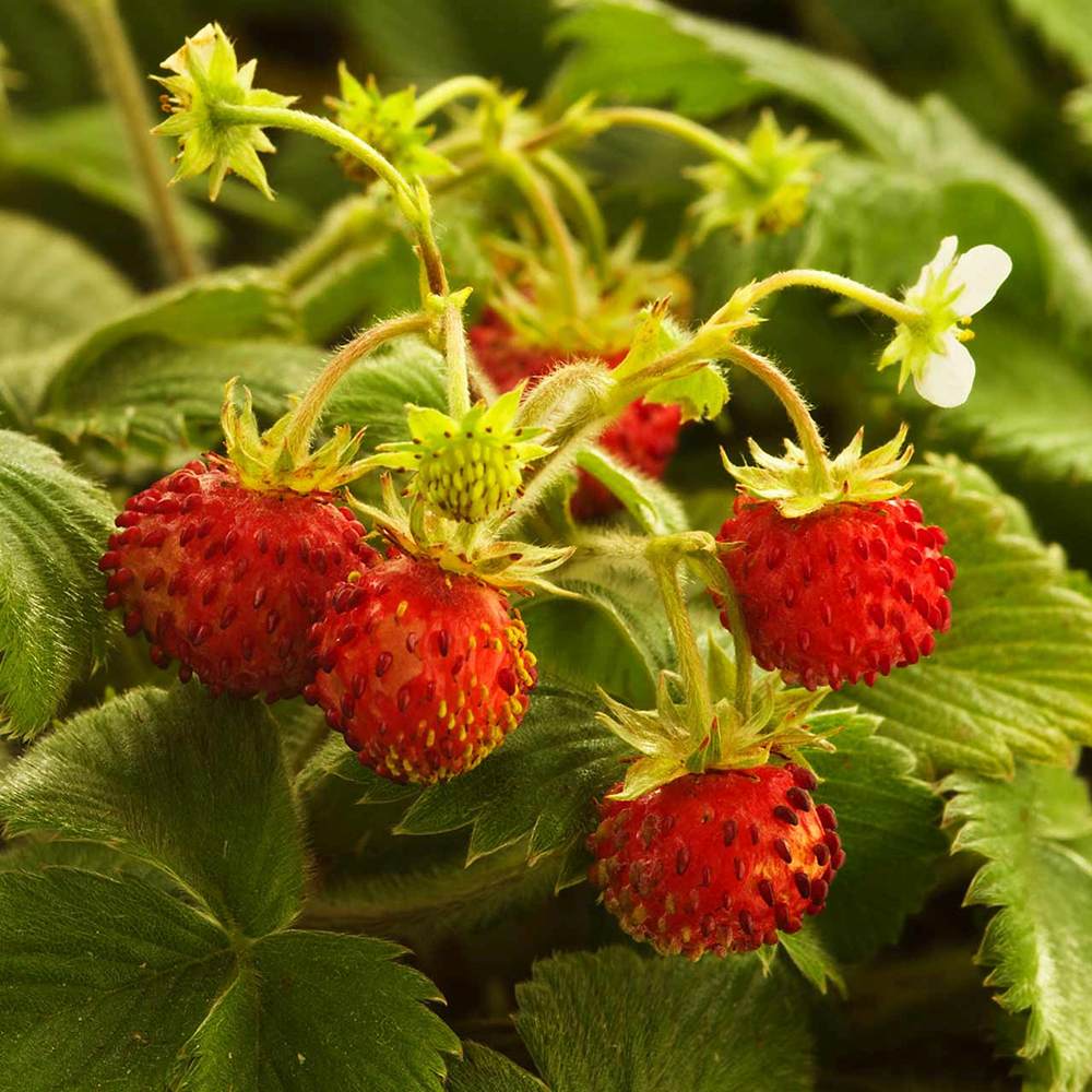 Capsuna de Padure (Fragaria vesca), cu fructe mici dulci