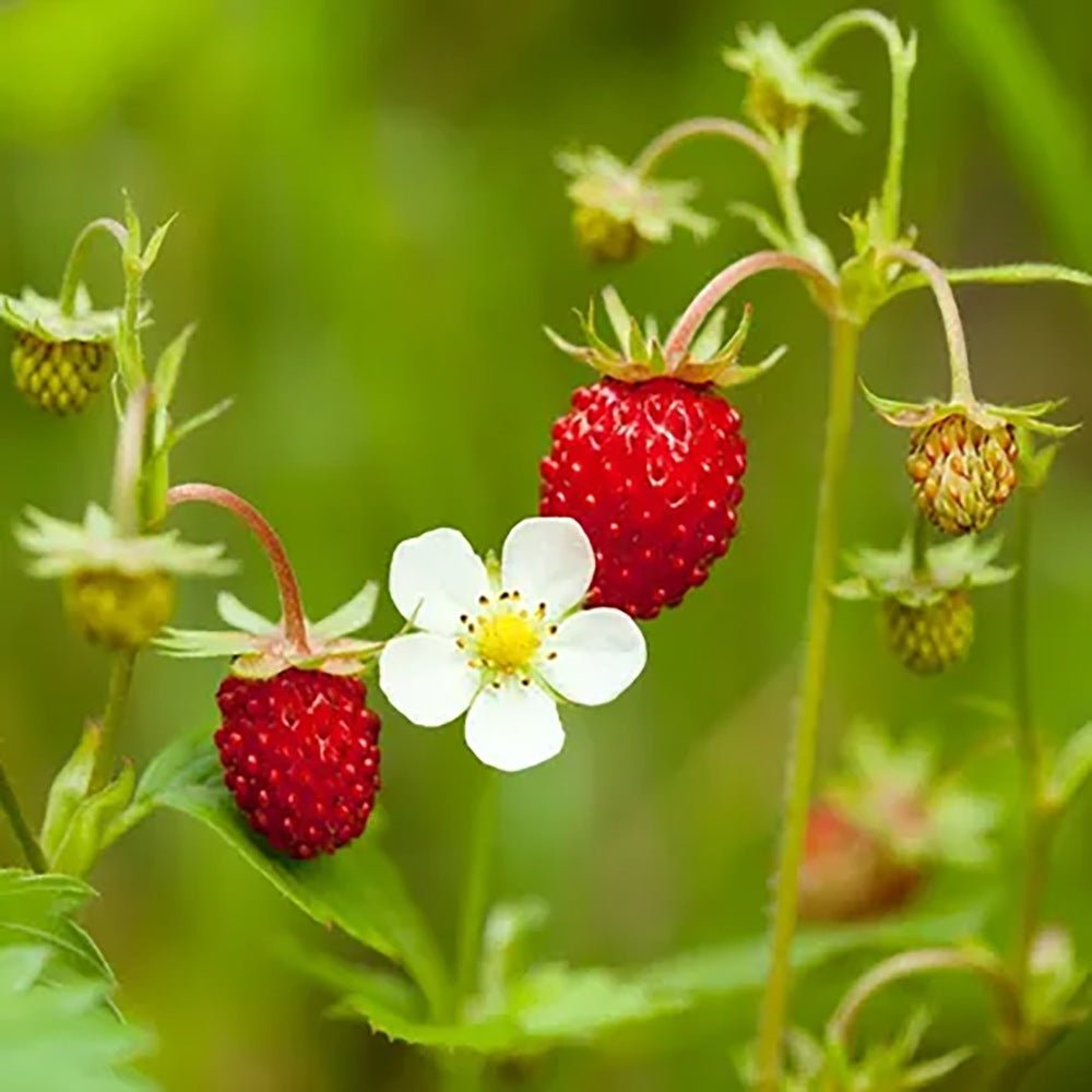 Capsuna de Padure (Fragaria vesca), cu fructe mici dulci