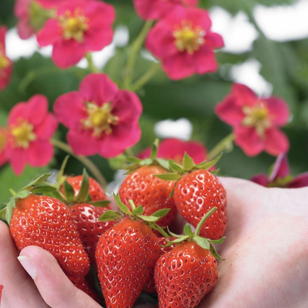 Capsuna de Padure (Fragaria vesca), cu fructe mici dulci