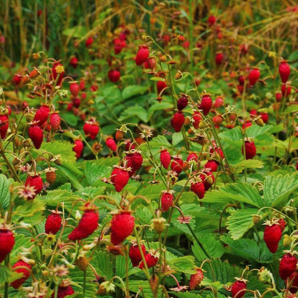 Capsuna de Padure (Fragaria vesca), cu fructe mici dulci