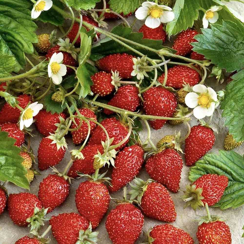 Capsuna de Padure (Fragaria vesca), cu fructe mici dulci