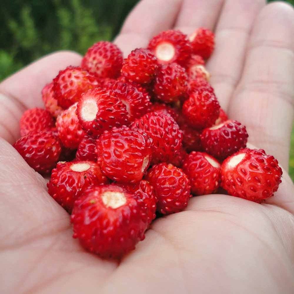 Capsuna de Padure (Fragaria vesca), cu fructe mici dulci