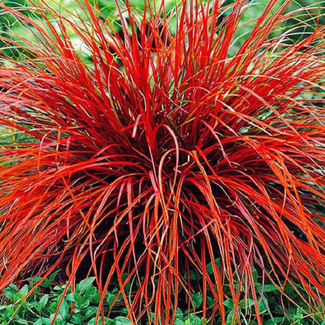 Iarba Ornamentala Carex Rogoz Everflame, rosu-burgundiu