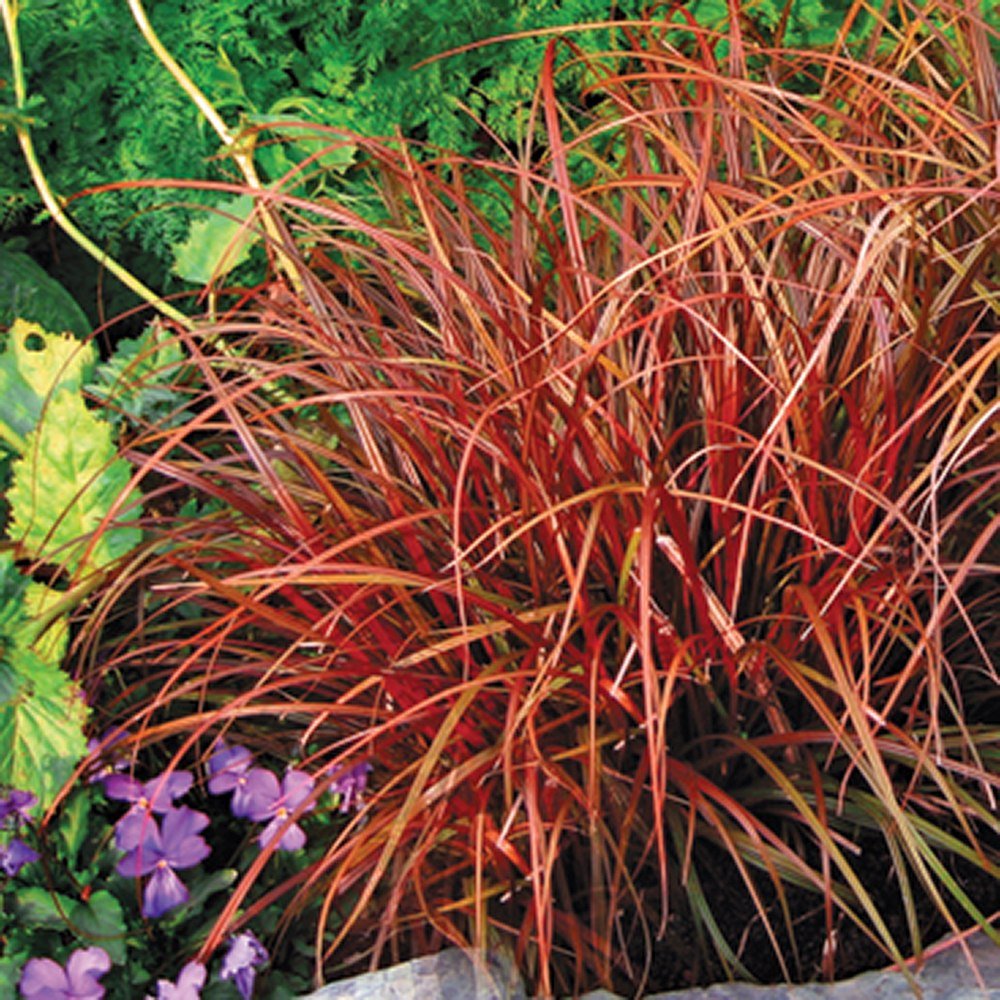 Iarba Ornamentala Carex Rogoz Everflame, rosu-burgundiu