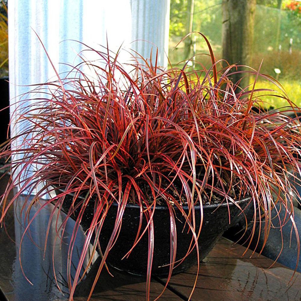 Iarba Ornamentala Carex Rogoz Everflame, rosu-burgundiu