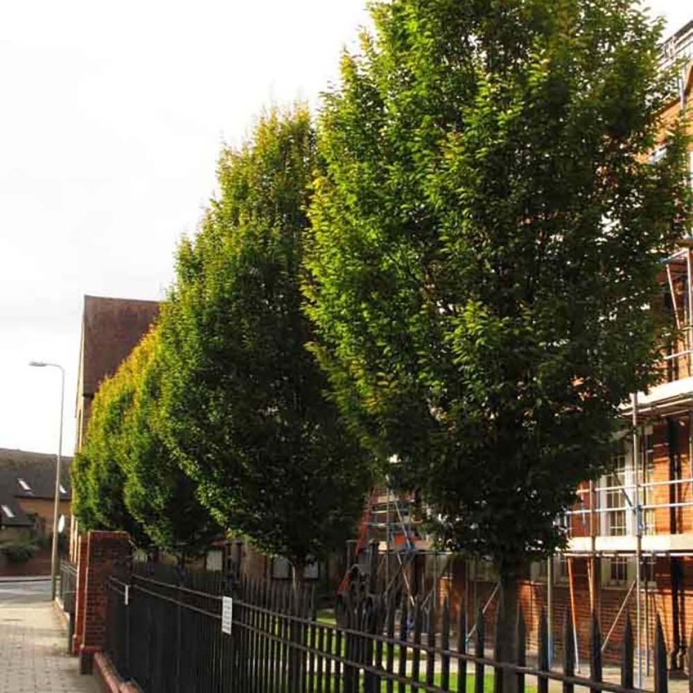 Carpen Piramidal (Carpinus Betulus)