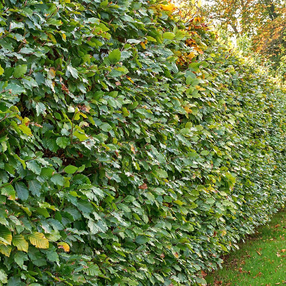 Carpen European (Carpinus Betulus), gard viu