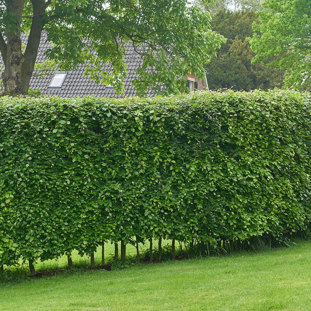 Carpen European (Carpinus Betulus), gard viu