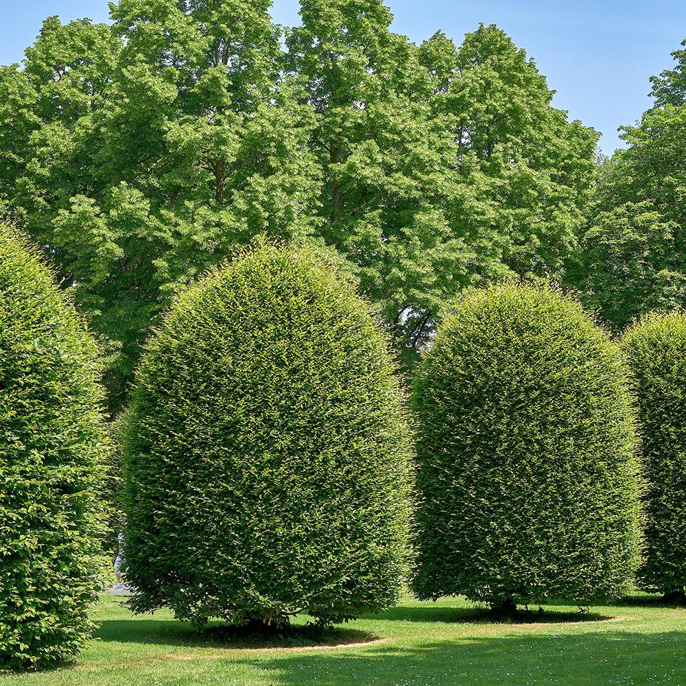 Carpen European (Carpinus Betulus), gard viu