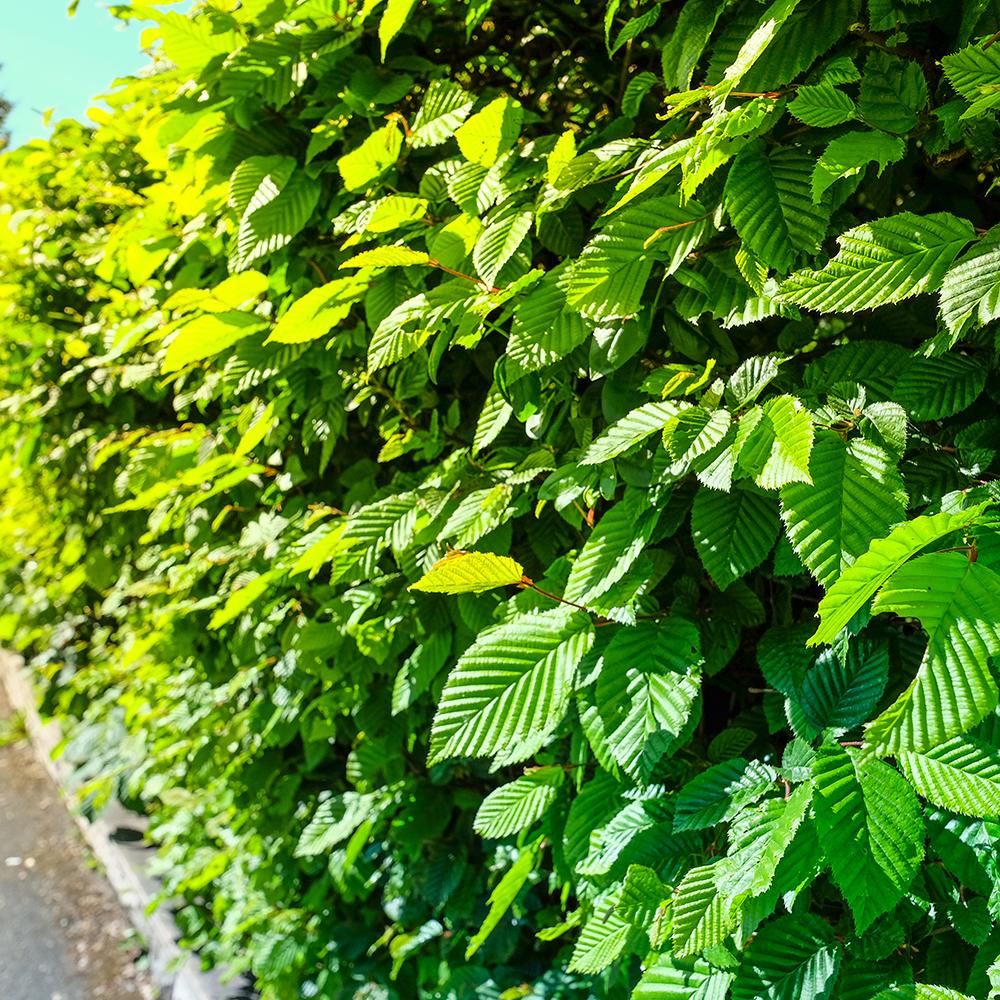 Carpen European (Carpinus Betulus), gard viu