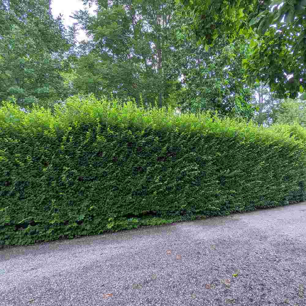 Carpen European (Carpinus Betulus), gard viu