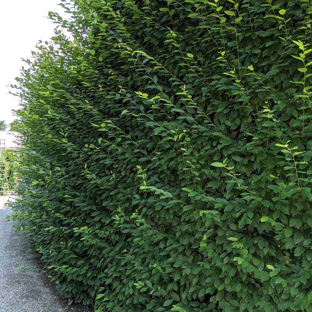 Carpen European (Carpinus Betulus), gard viu