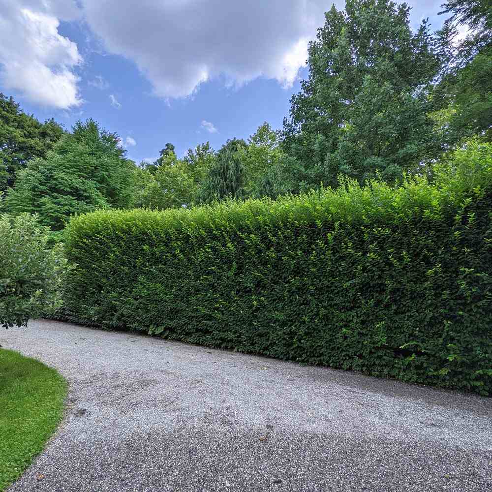 Carpen European (Carpinus Betulus), gard viu