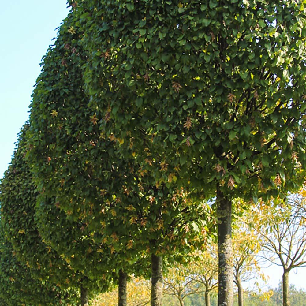 Carpen Monumentalis (Carpinus Betulus)