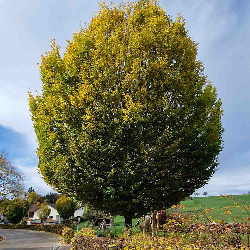 Carpen Monumentalis (Carpinus Betulus)