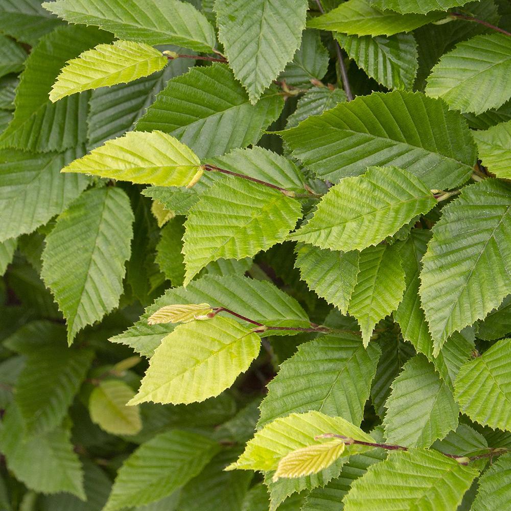 Carpen Monumentalis (Carpinus Betulus)