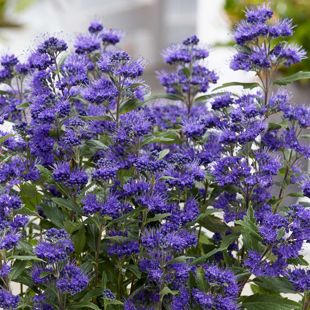 Barba Albastra (Caryopteris) Heavenly Blue