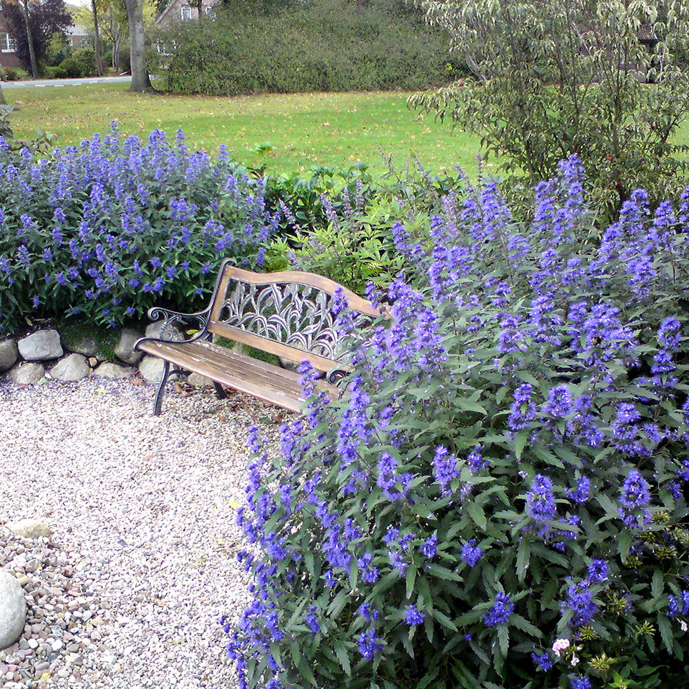 Barba Albastra (Caryopteris) Heavenly Blue