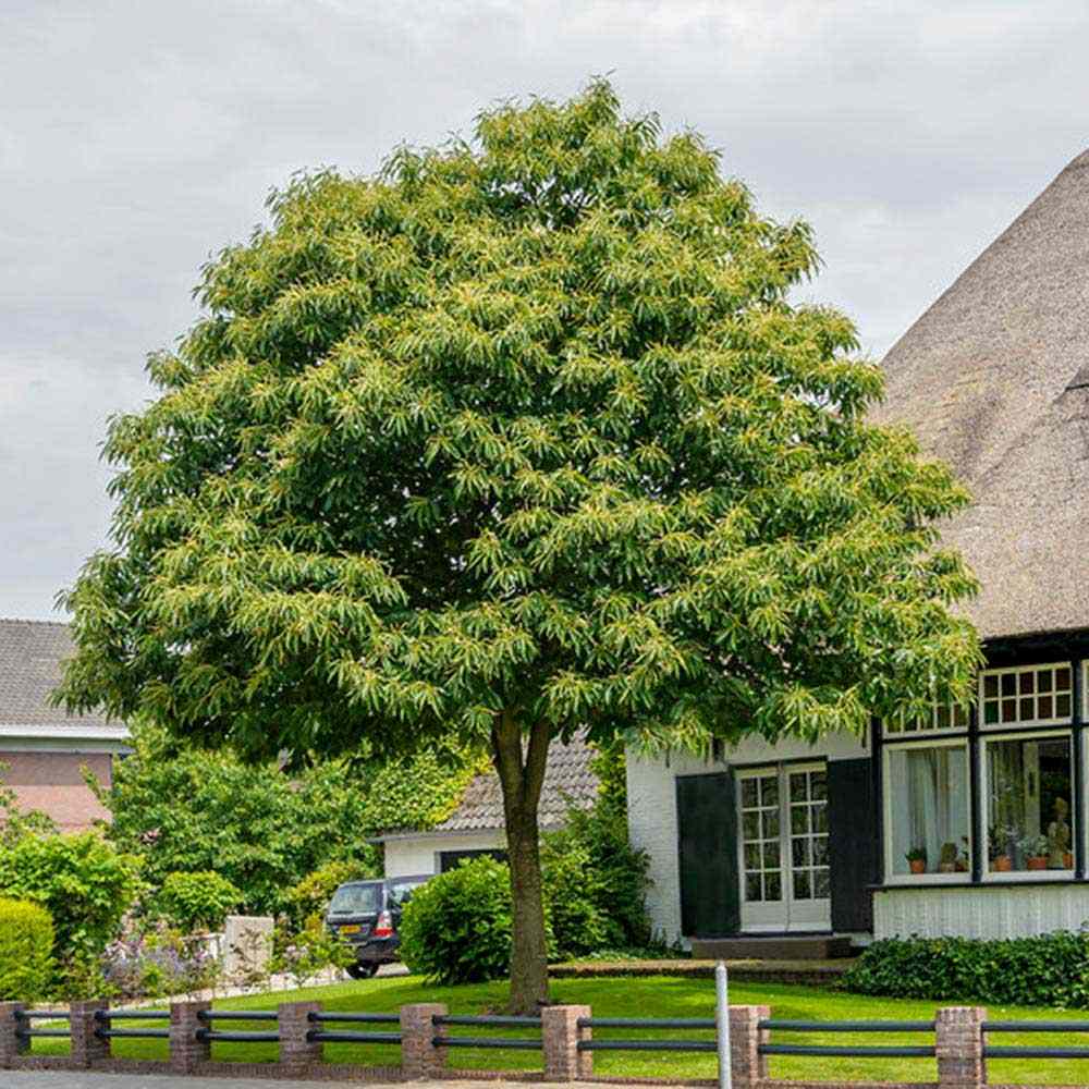 Castan Comestibil (Castanea Sativa), cu castane gustoase