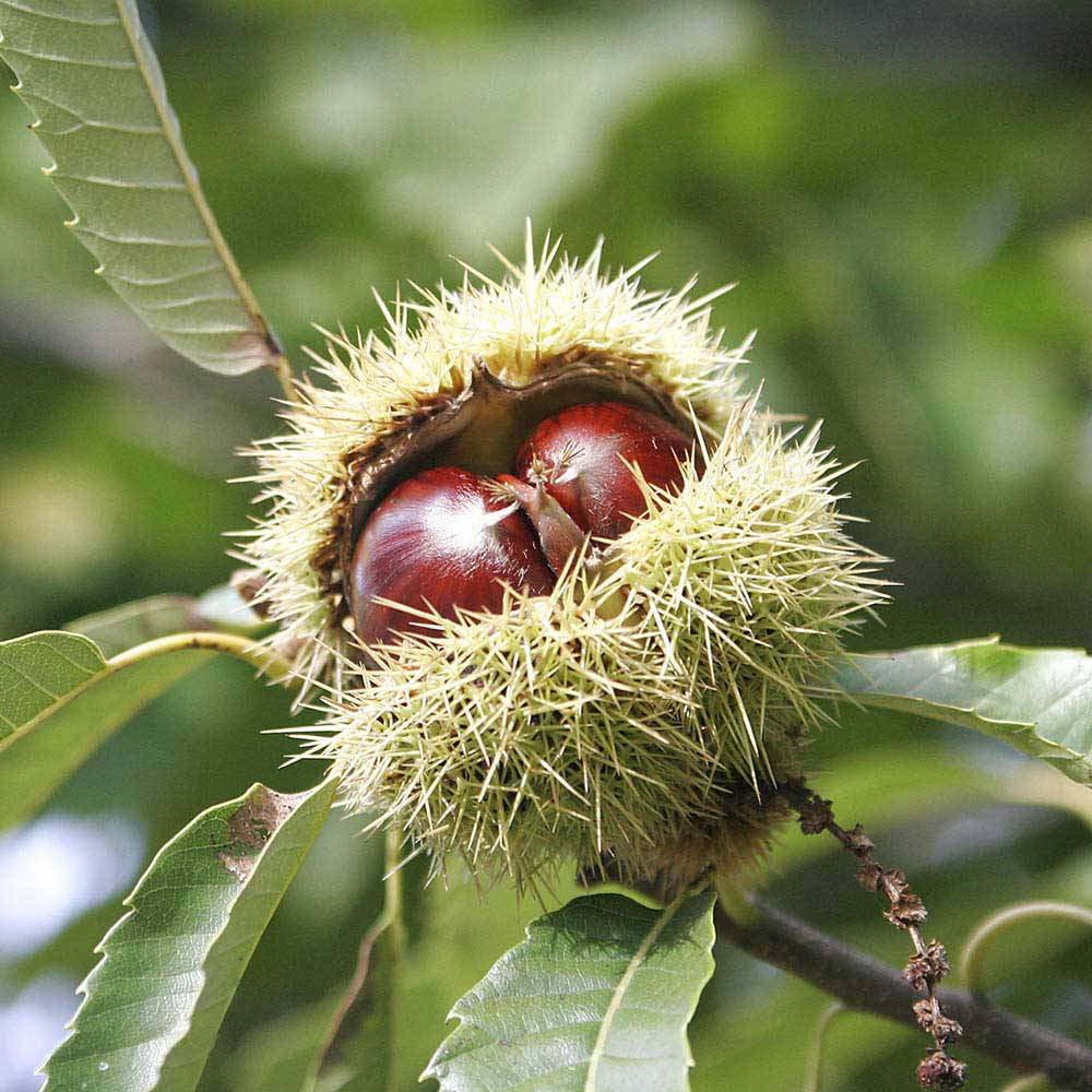 Castan Comestibil (Castanea Sativa), cu castane gustoase