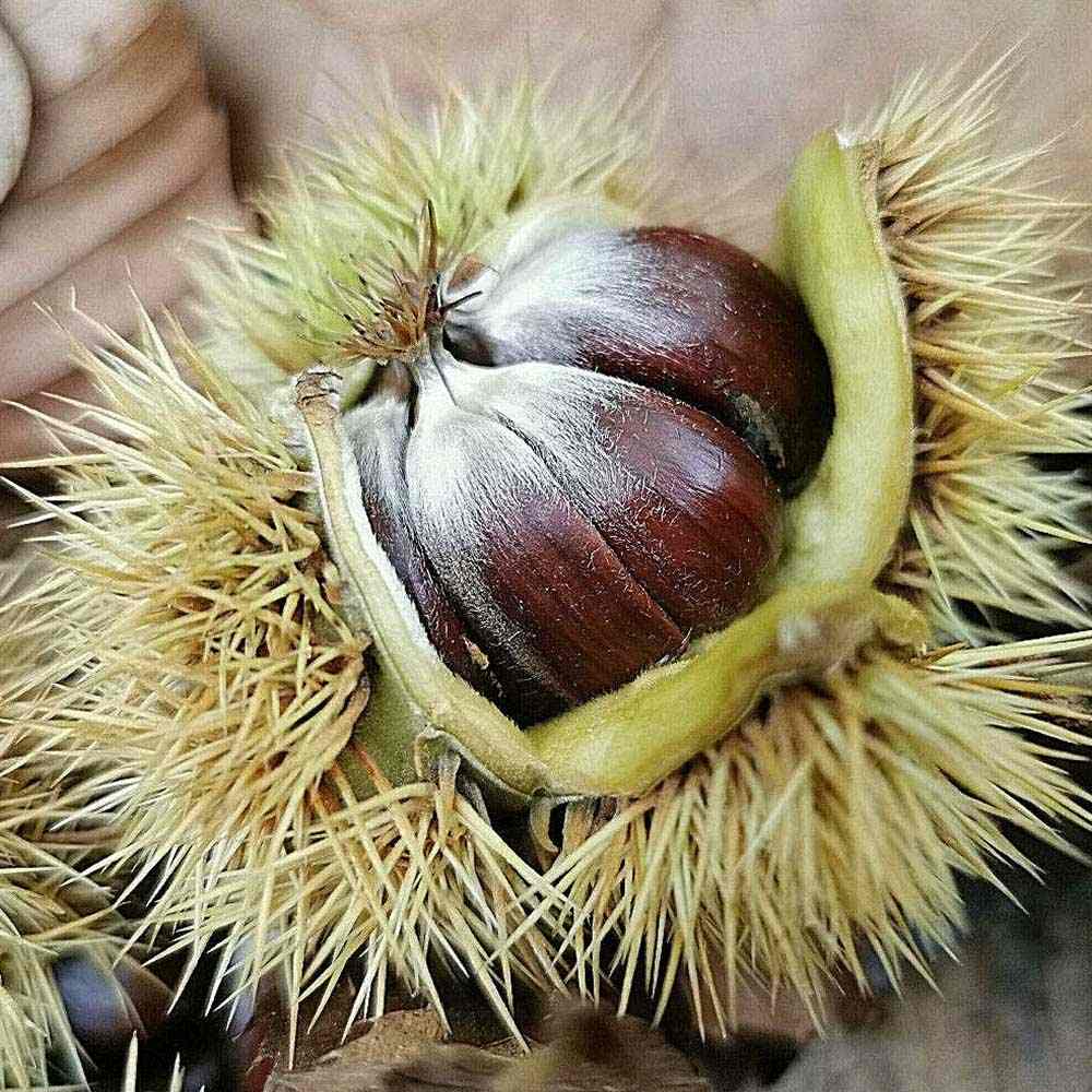 Castan Comestibil (Castanea Sativa), cu castane gustoase