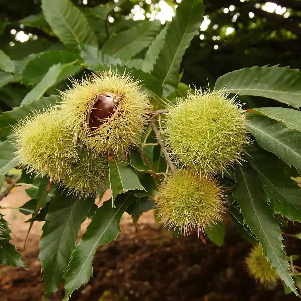 Castan Comestibil (Castanea Sativa), cu castane gustoase