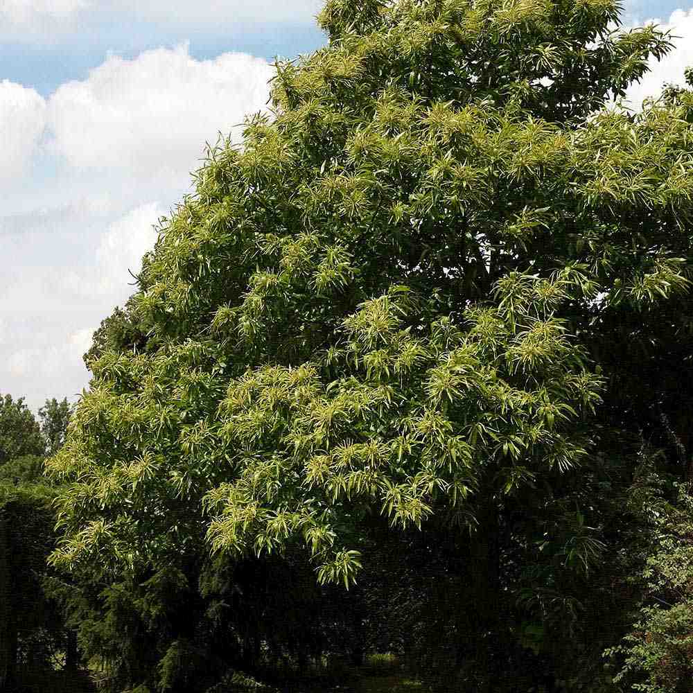 Castan Comestibil (Castanea Sativa), cu castane gustoase