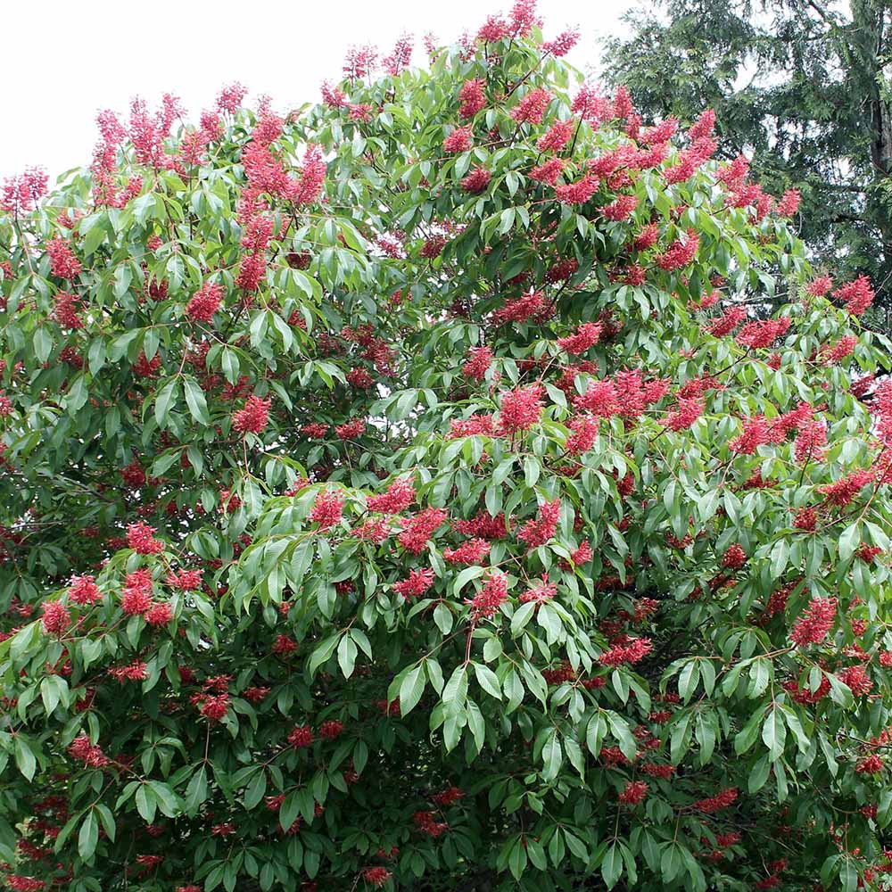 Castan Rosu Aesculus Pavia cu flori rosii