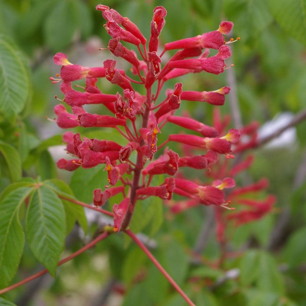 Castan Rosu Aesculus Pavia cu flori rosii