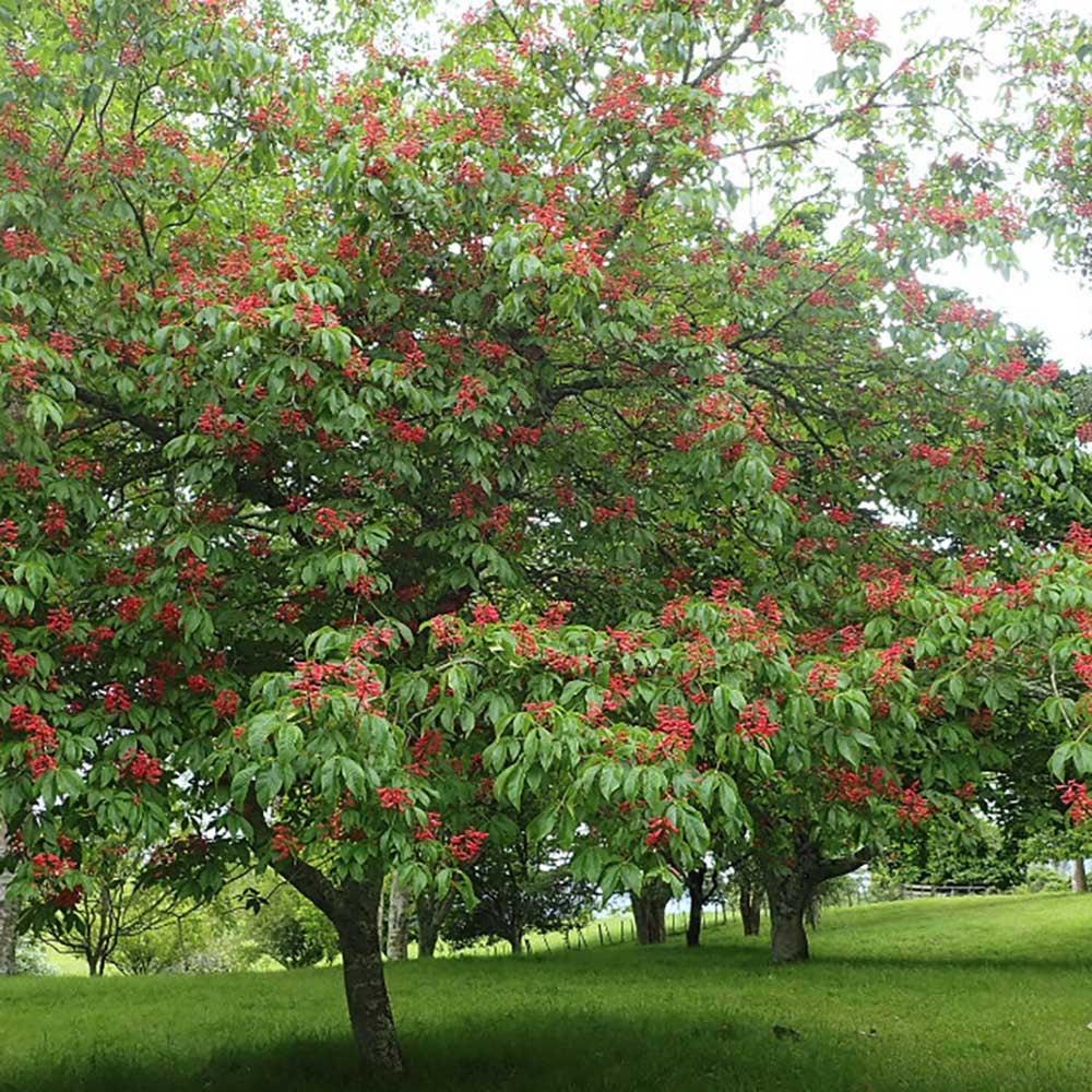 Castan Rosu Aesculus Pavia cu flori rosii