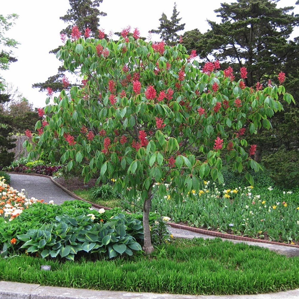 Castan Rosu Aesculus Pavia cu flori rosii