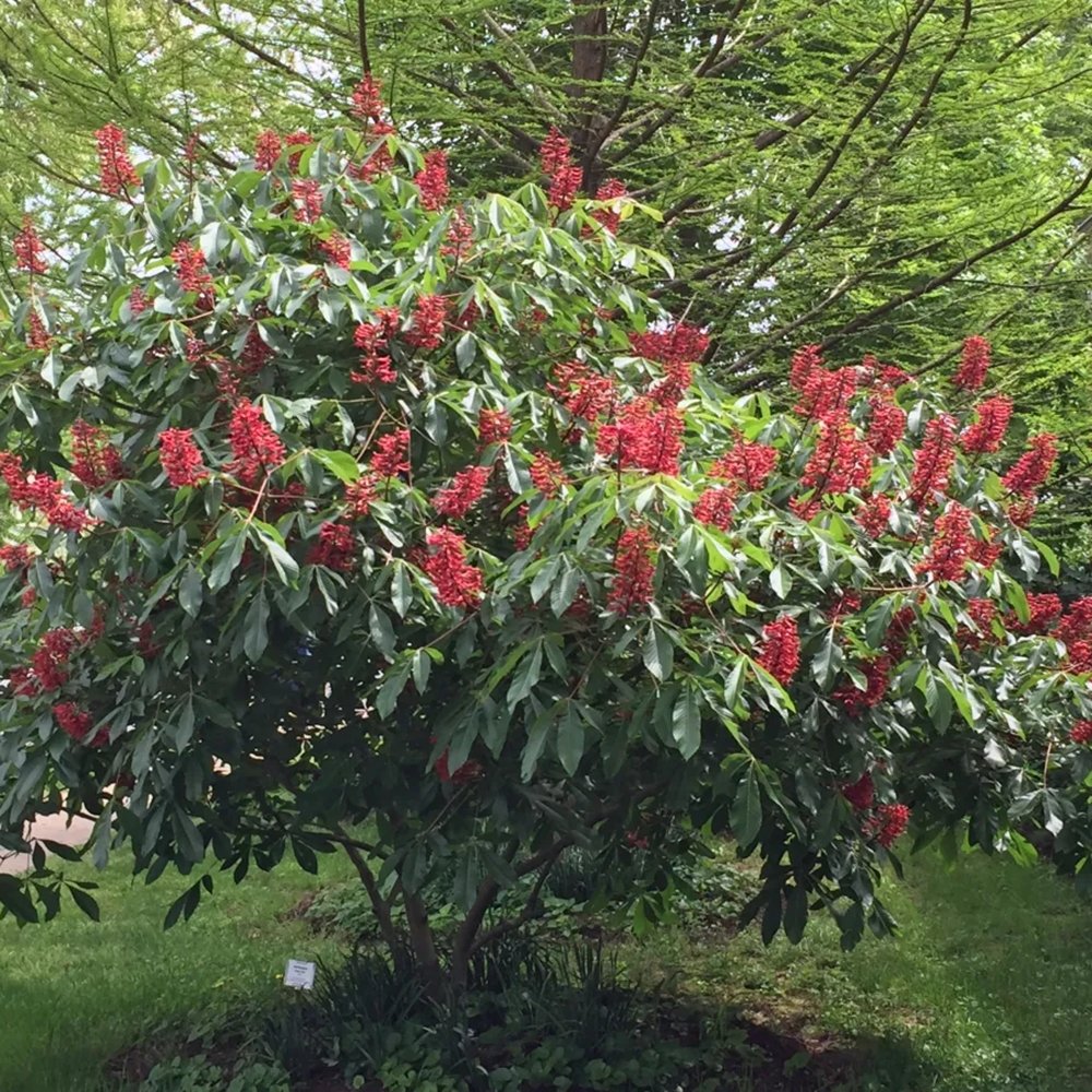 Castan Rosu Aesculus Pavia cu flori rosii