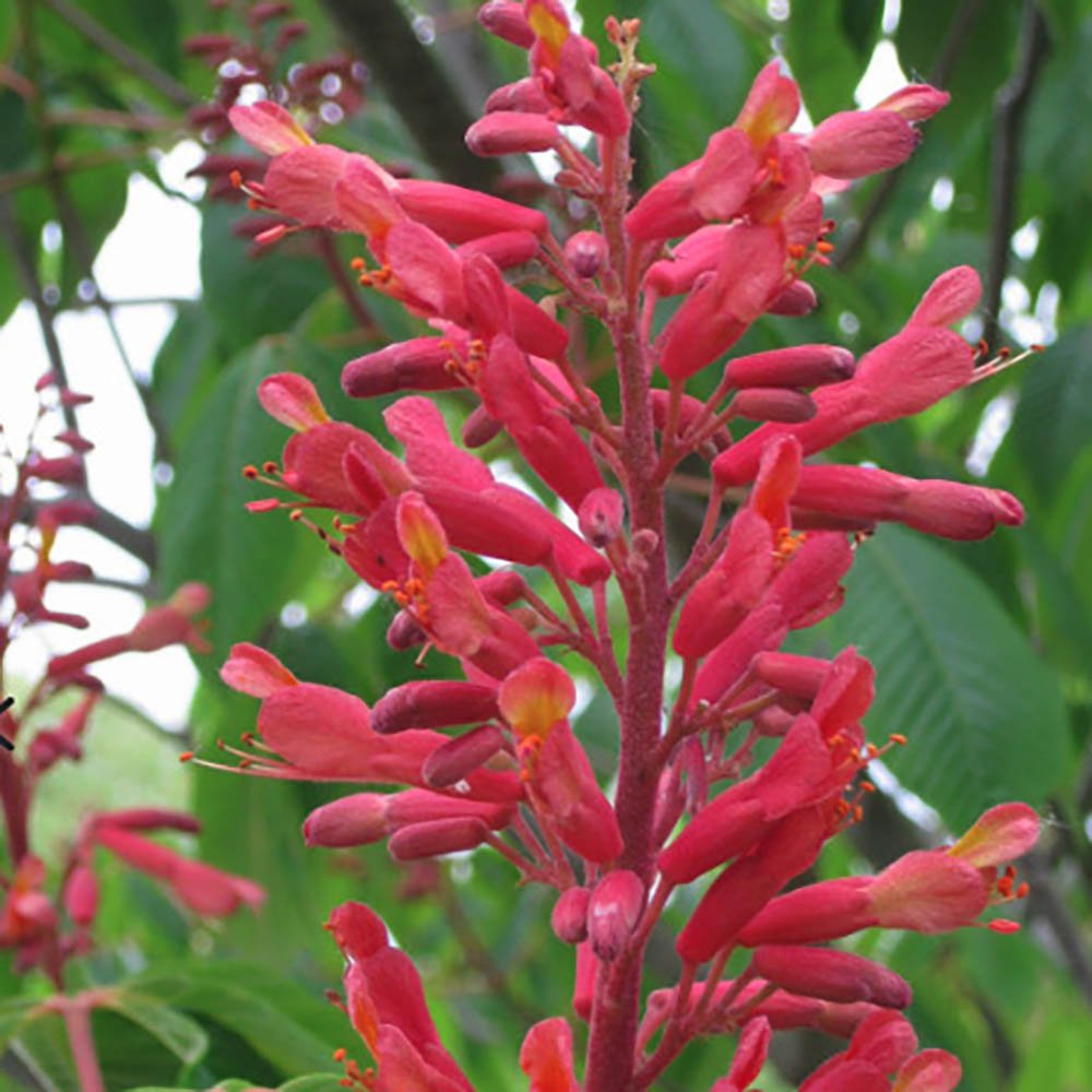 Castan Rosu Aesculus Pavia cu flori rosii