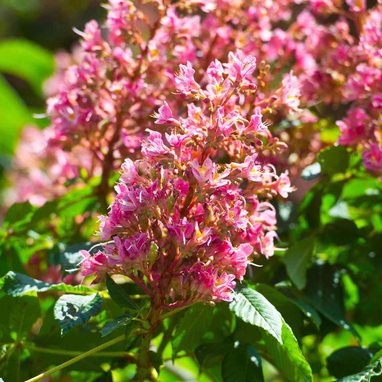 Castan Ornamenal Briotii, cu flori roz